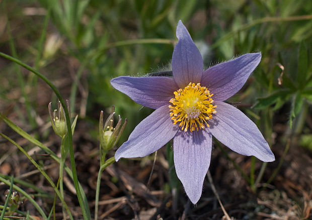 poniklec veľkokvetý Pulsatilla grandis Wender.