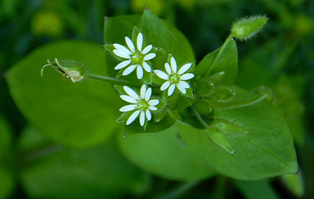 hviezdica prostredná Stellaria media (L.) Vill.