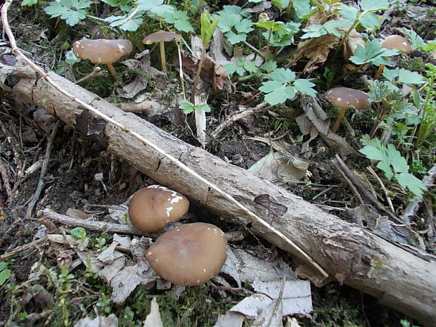 peniazočka smreková Strobilurus esculentus (Wulfen) Singer