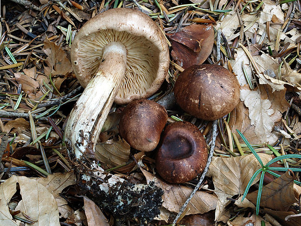 čírovka Tricholoma pseudonictitans Bon