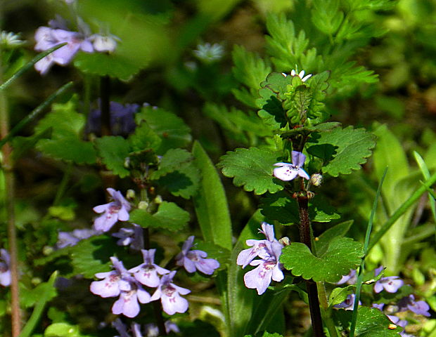 zádušník brečtanovitý Glechoma hederacea L.