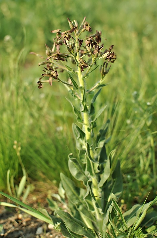 večernica smutná Hesperis tristis L.