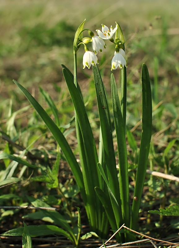 bleduľa letná Leucojum aestivum L.