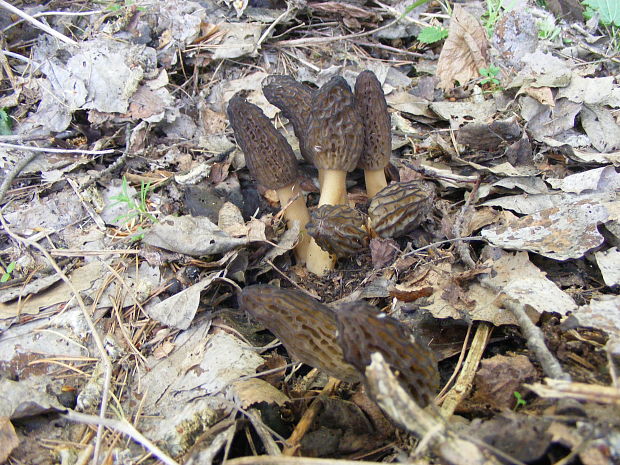 smrčok kužeľovitý Morchella conica Pers.