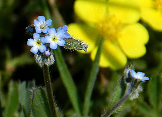 nezábudka kopcová Myosotis ramosissima Rochel ex Schult.