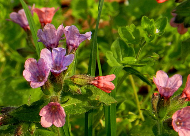 pľúcnik lekársky Pulmonaria officinalis L.