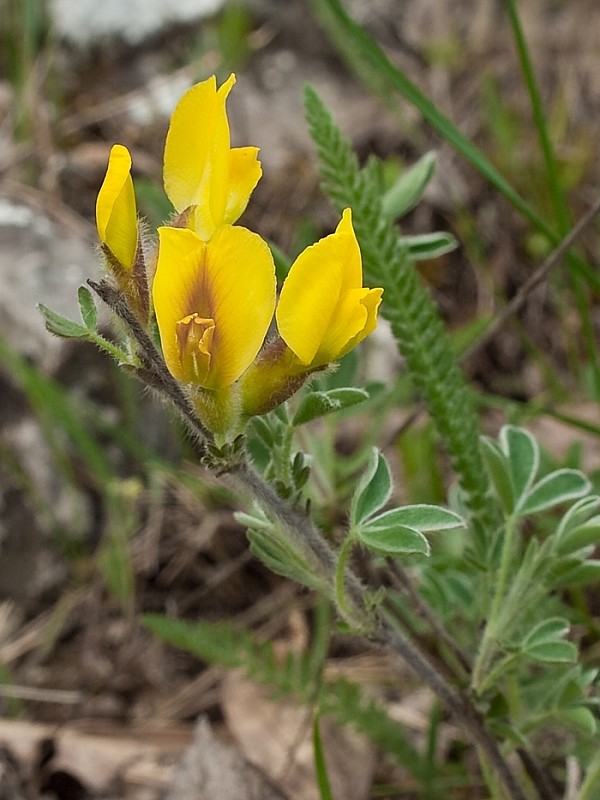 zanoväť regensburská Chamaecytisus ratisbonensis (Schaeff.) Rothm.