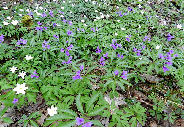 zubačka žliazkatá Dentaria glandulosa Waldst. et Kit. ex Willd.