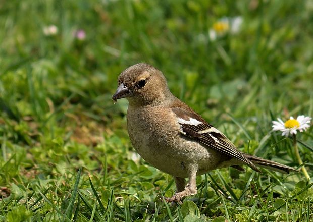 pinka obyčajná Fringilla coelebs