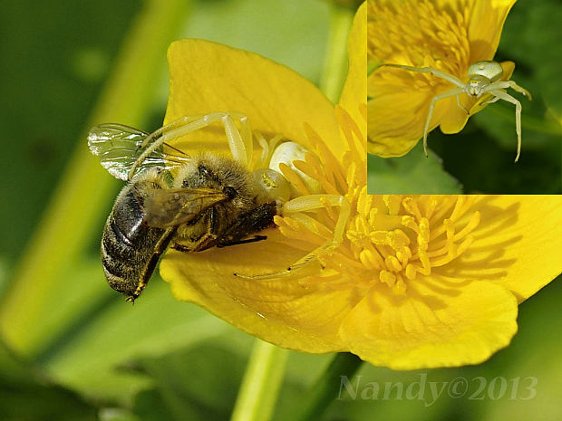 kvetárik dvojtvarý Misumena vatia