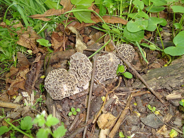 smrčok jedlý Morchella esculenta (L.) Pers.