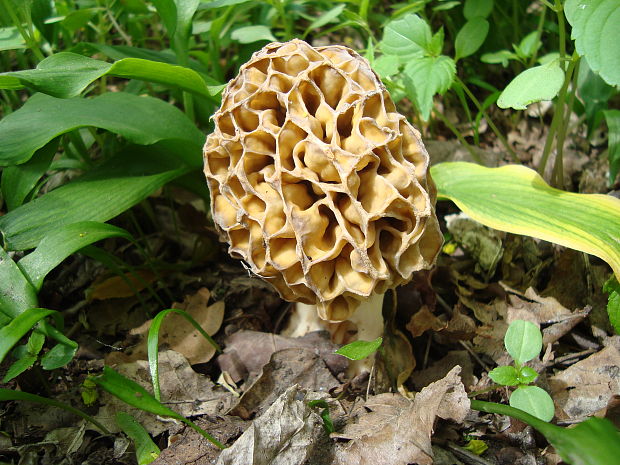 smrčok jedlý Morchella esculenta (L.) Pers.