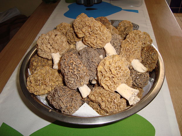 smrčok jedlý Morchella esculenta (L.) Pers.