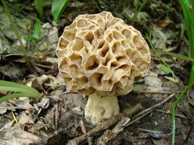 smrčok jedlý Morchella esculenta (L.) Pers.