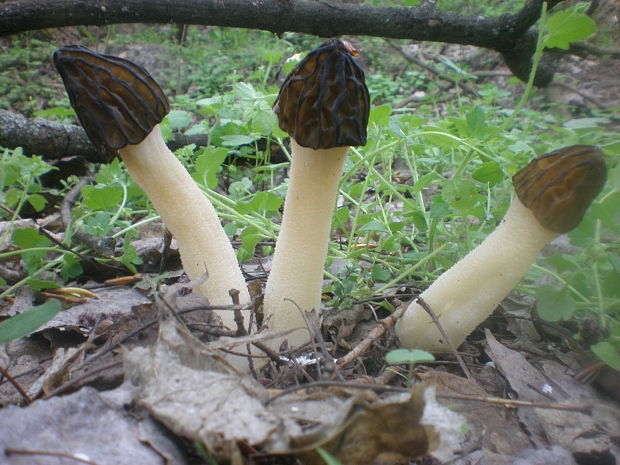 smrčok hybridný Morchella semilibera DC.