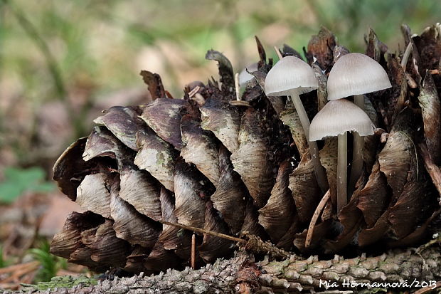 prilbička šišková Mycena strobilicola J. Favre & Kühner