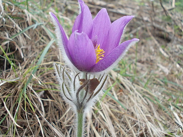 poniklec slovenský Pulsatilla slavica Reuss