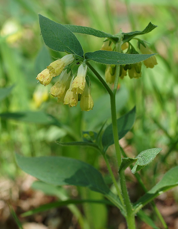 kostihoj hľuznatý Symphytum tuberosum L.