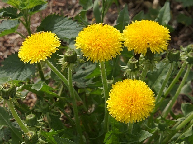 púpava lekárska Taraxacum officinale (L.) Weber ex F.H.Wigg