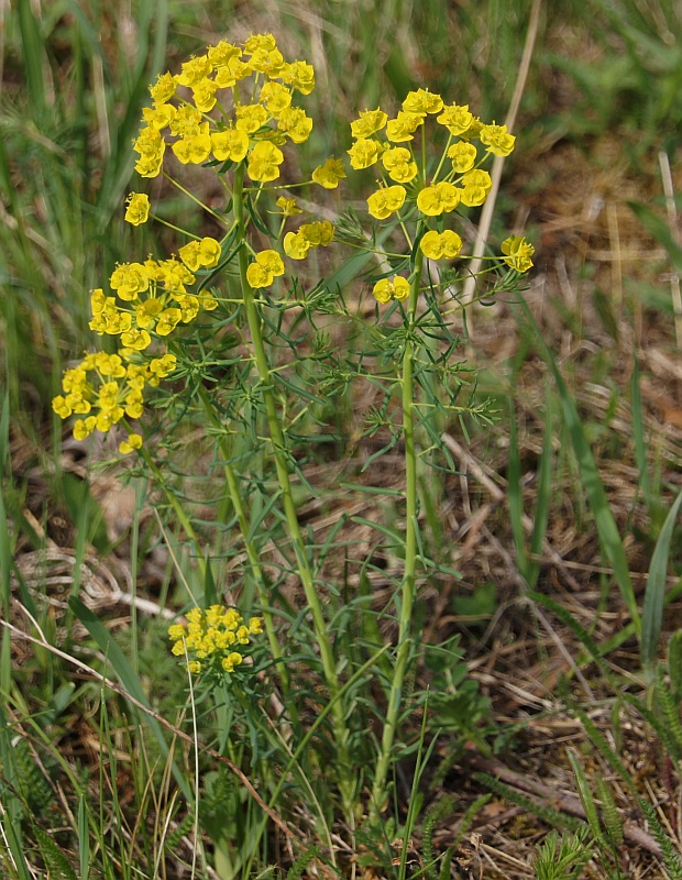 mliečnik chvojkový Tithymalus cyparissias (L.) Scop.