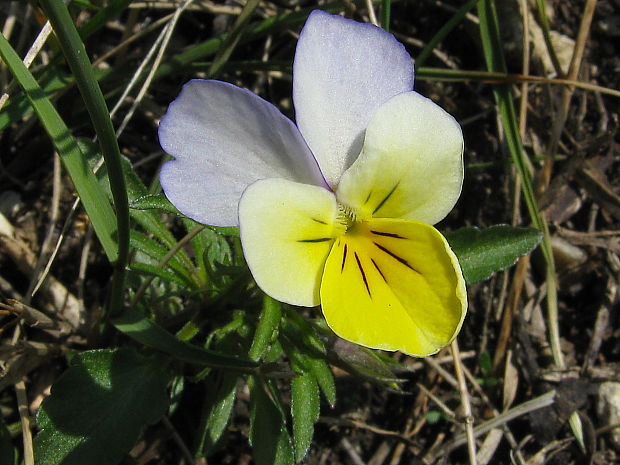 fialka sutinová Viola saxatilis F. W. Schmidt