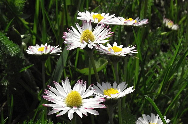 sedmokráska obyčajná  Bellis perennis