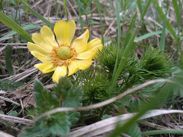 hlaváčik jarný Adonis vernalis L.