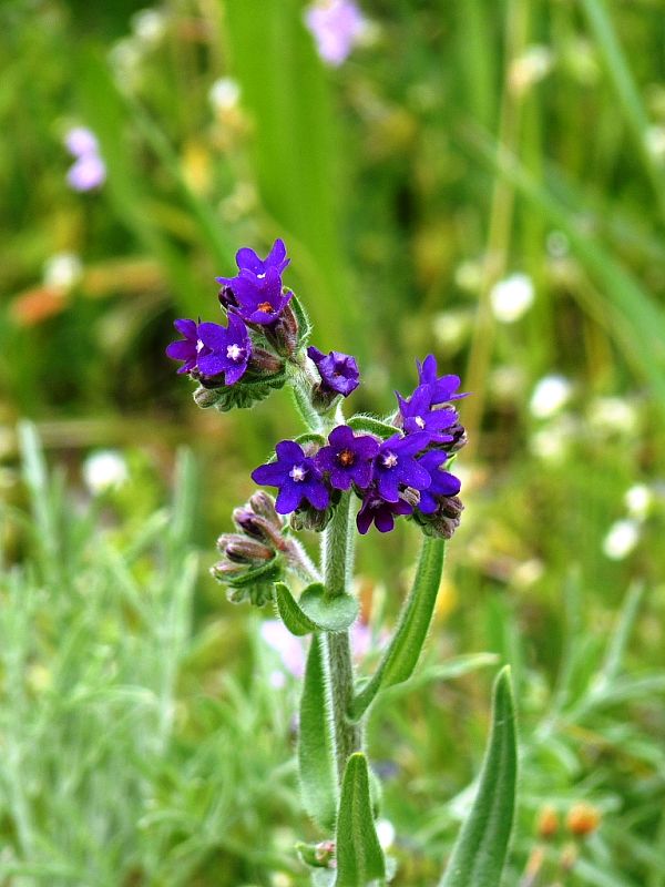 smohla lekárska Anchusa officinalis L.