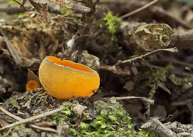 pohárovka ohnivá Caloscypha fulgens (Pers.) Boud.