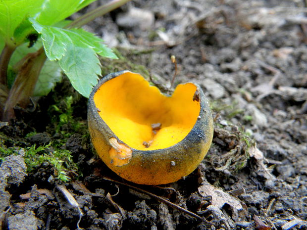 pohárovka ohnivá Caloscypha fulgens (Pers.) Boud.