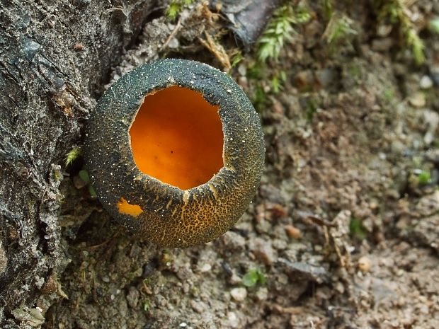 pohárovka ohnivá Caloscypha fulgens (Pers.) Boud.