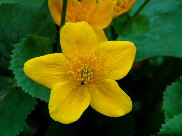 záružlie močiarne Caltha palustris L.