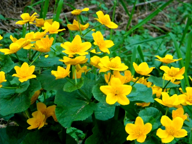 záružlie močiarne Caltha palustris L.