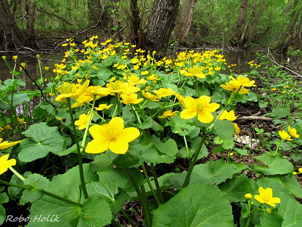 záružlie močiarne Caltha palustris L.