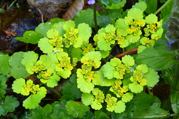 slezinovka striedavolistá Chrysosplenium alternifolium L.