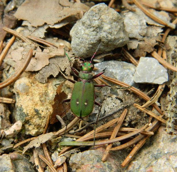 svižník poľný Cicindela campestris