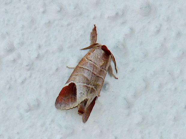 chochlatka hnedoškvrnná Clostera curtula