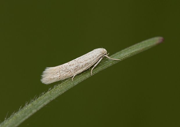 trávovček pýrový Elachista pollutella