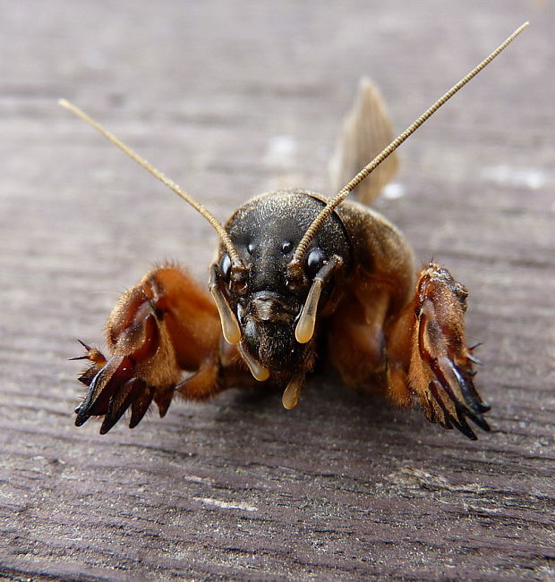 krtonôžka obyčajná Gryllotalpa gryllotalpa