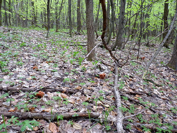 biotop ušiaka zväzkovitého Gyromitra fastigiata (Krombh.) Rehm