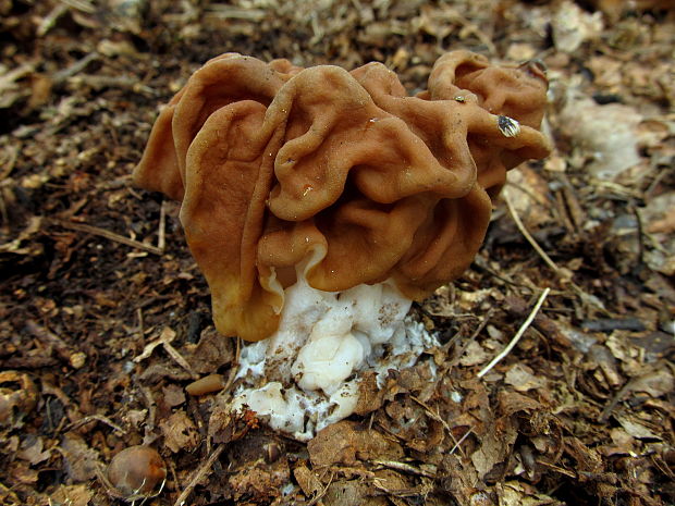 ušiak obrovský Gyromitra gigas (Krombh.) Cooke