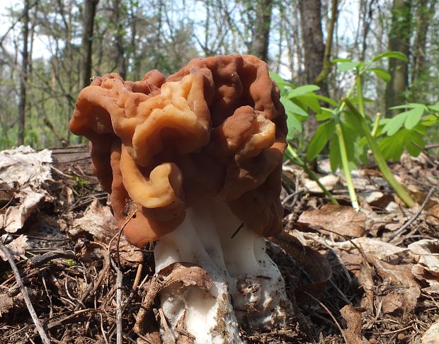 ušiak obrovský Gyromitra gigas (Krombh.) Cooke