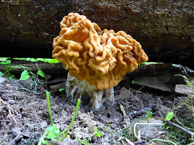 ušiak obrovský Gyromitra gigas (Krombh.) Cooke