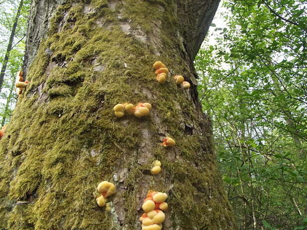 sírovec obyčajný Laetiporus sulphureus (Bull.) Murrill