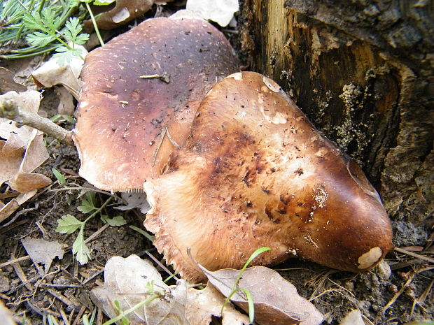 houževnatec jedlý Lentinula edodes (Berk.) Pegler