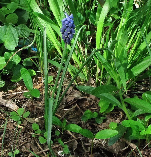 modrica nebadaná Muscari neglectum Guss. ex Ten.