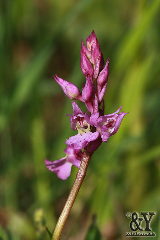 vstavač mužský poznačený Orchis mascula subsp. signifera (Vest) Soó