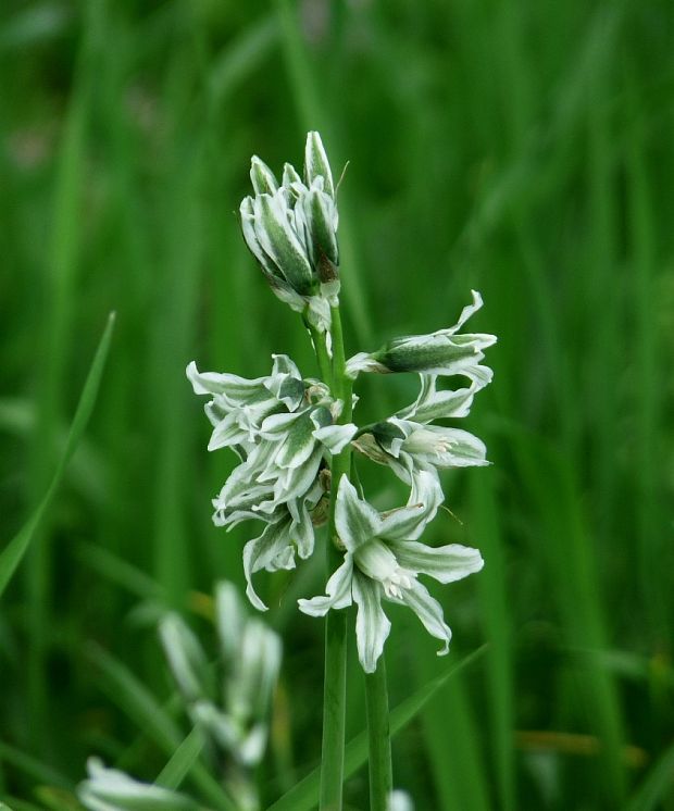 bledavka boucheova Ornithogalum boucheanum (Kunth) Asch.