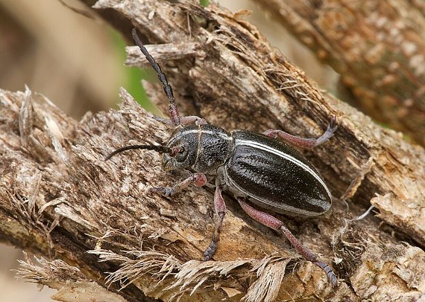 fuzáč piesočný Pedestredorcadion pedestre