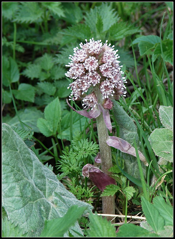 deväťsil lekársky Petasites hybridus (L.) P. Gaertn., B. Mey. et Scherb.